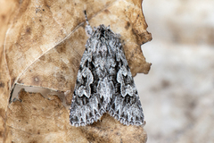 Early Grey (Xylocampa areola)
