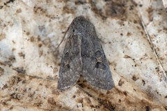 Lead-coloured Drab (Orthosia populeti)