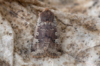 Rødlig flatfly (Conistra erythrocephala)