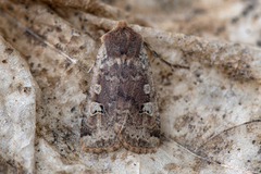 Red-headed Chestnut (Conistra erythrocephala)