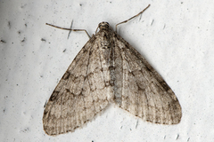 Early Tooth-striped (Trichopteryx carpinata)
