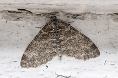 The Seraphim (Lobophora halterata)