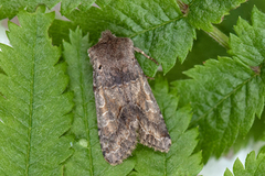 Hebrew Character (Orthosia gothica)