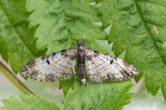 Flekkdvergmåler (Eupithecia irriguata)