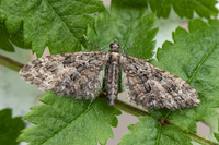 Vårdvergmåler (Eupithecia abbreviata)