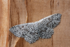 Seljeløvmåler (Cyclophora pendularia)