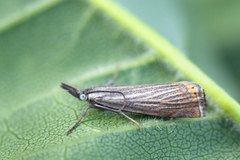 Garden Grass-veneer (Chrysoteuchia culmella)