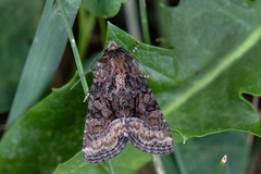 Rettlinjet engfly (Oligia latruncula)
