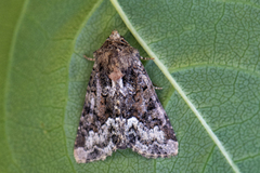 Buelinjet engfly (Oligia strigilis)