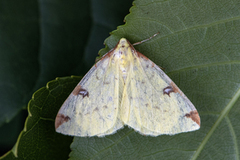Sitronmåler (Opisthograptis luteolata)