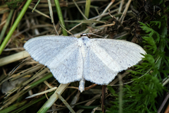 Blek urtemåler (Scopula floslactata)