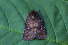 Skyggefly (Rusina ferruginea)