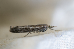 Common Grass-veneer (Agriphila tristella)