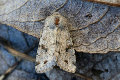 Variabelt seljefly (Orthosia incerta)