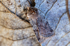 Fiolett vårfly (Cerastis rubricosa)