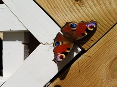 Dagpåfugløye (Aglais io)