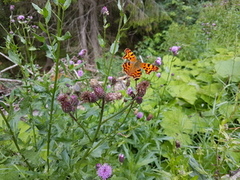 Comma Butterfly (Polygonia c-album)