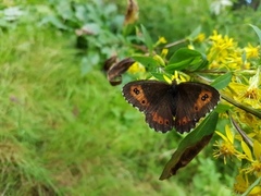 Arran Brown (Erebia ligea)