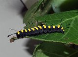 Orekveldfly (Acronicta alni)