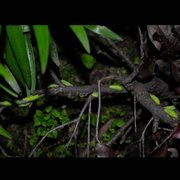 Slåpetornstjertvinge (Thecla betulae)