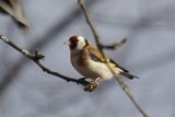 Stillits (Carduelis carduelis)