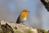 Rødstrupe (Erithacus rubecula)