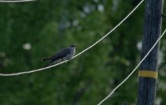 Common Cuckoo (Cuculus canorus)