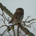 Spurveugle (Glaucidium passerinum)