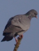 Stock Pigeon (Columba oenas)