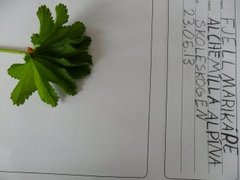 Marikåpeslekta (Alchemilla)