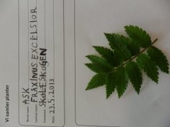 Ask (Fraxinus excelsior)