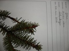 Gran (Picea abies)