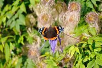 Admiral (Vanessa atalanta)