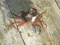 Strandkrabbe (Carcinus maenas)