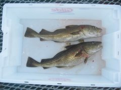 Atlantic cod (Gadus morhua)