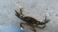 Strandkrabbe (Carcinus maenas)