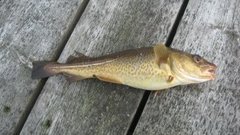 Atlantic cod (Gadus morhua)
