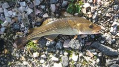 Atlantic cod (Gadus morhua)