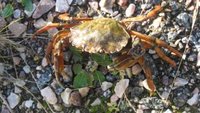 Strandkrabbe (Carcinus maenas)