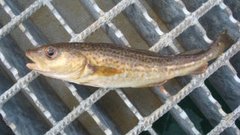 Atlantic cod (Gadus morhua)