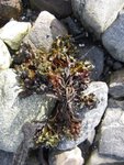 Kaurtang (Fucus spiralis)