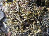 Blæretang (Fucus vesiculosus)