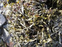 Blæretang (Fucus vesiculosus)