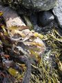 Sagtang (Fucus serratus)