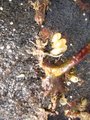 Sjøpunger og sekkedyr (Ascidiacea)