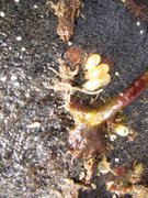 Sekkdyr (Ascidiacea)