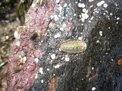 Chiton (Polyplacophora)