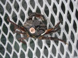 Strandkrabbe (Carcinus maenas)