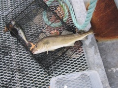 Atlantic cod (Gadus morhua)