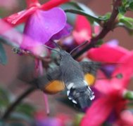 Hummingbird Hawk-moth (Macroglossum stellatarum)